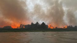 biologo-registra-cervo-proximo-a-incendio-no-pantanal-sul;-veja-video