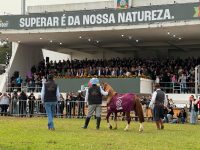 cavalo-caramelo-e-aplaudido-em-desfile-de-campeoes-na-expointer