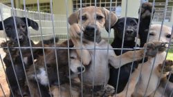 ccz-de-sao-jose-tera-feira-de-adocao-de-caes-e-gatos-neste-sabado-(31);-saiba-como-participar