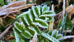 frente-fria:-vale-e-regiao-tem-previsao-de-geada-neste-domingo-(11);-campos-do-jordao-pode-bater-minima-de-3°c