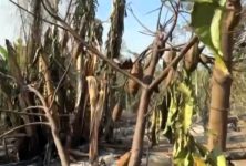 incendios-florestais-destroem-plantacoes-de-cacau-e-afetam-saude-de-600-indigenas-no-para