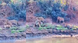 o-amor-esta-no-ar:-casal-de-onca-pintada-e-flagrado-se-acasalando-as-margens-do-rio-miranda-em-ms;-veja-video