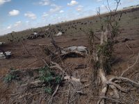 bovinos-morrem-em-propriedade-de-guararapes-por-falta-de-alimento