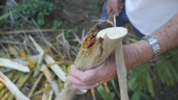 agricultores-do-litoral-do-pr-diversificam-renda-com-producao-de-palmito-pupunha