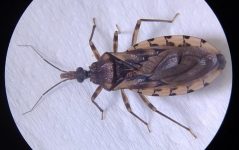 mais-tres-casos-de-doenca-de-chagas-sao-confirmados-em-cruzeiro-do-sul,-no-interior-do-acre