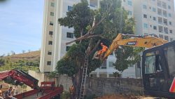 trabalhador-morre-prensado-por-galho-enquanto-cortava-arvore-de-10-metros-de-altura-em-mg