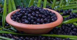 estudo-revela-beneficios-do-acai-no-combate-a-gordura-no-figado