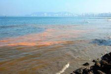 mare-vermelha-no-litoral-de-sp:-microalgas-toxicas-provocam-alerta-e-estado-recomenda-evitar-consumo-de-moluscos