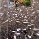 video:-peixes-sao-encontrados-mortos-proximo-a-hidreletrica-no-rio-teles-pires