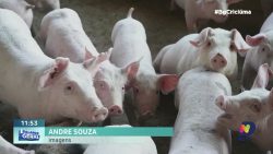 carne-suina:-exportacoes-de-sc-alcancam-melhor-media-em-27-anos