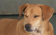 ‘hachiko-de-guariba’:-ha-8-anos,-cachorro-espera-por-tutora-que-morreu-na-santa-casa-da-cidade
