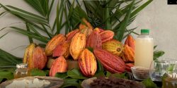 cacau-nao-e-so-chocolate:-conheca-o-mel-natural-feito-da-fruta-no-es