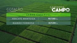 morango-mais-barato:-veja-cotacao-nas-ceasas-do-parana