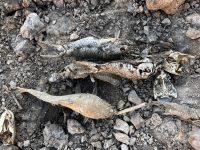 fogo,-desidratacao-e-fome-sao-as-principais-causas-das-mortes-de-animais-no-pantanal-em-mt,-aponta-relatorio