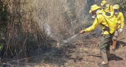 apos-numero-de-incendios-dobrar-em-agosto,-governo-anuncia-repasse-de-r$-1-milhao-para-contratar-novos-brigadistas