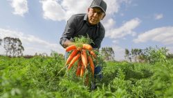 df-fara-maior-compra-de-alimentos-da-agricultura-familiar-para-escolas-da-historia