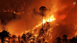 cerca-de-20%-da-flona-foi-queimada,-diz-icmbio;-ha-suspeita-de-incendio-criminoso