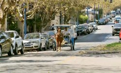 licencas-de-charretes-de-turismo-sao-suspensas-temporariamente-em-pocos-de-caldas,-mg