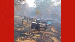 incendio-destroi-160-colmeias-usadas-na-polinizacao-de-laranjais-em-mg