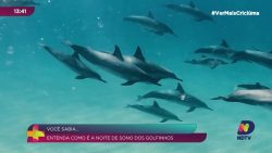 voce-sabia?-o-sono-unico-dos-golfinhos-e-suas-curiosidades