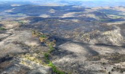 incendio-em-parque-da-chapada-dos-veadeiros-e-controlado;-fotos-mostram-destruicao