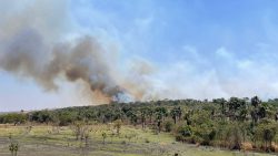 video:-fogo-atinge-area-de-vegetacao-proxima-a-empresas-no-distrito-industrial de uberlandia