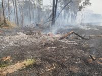 incendio-atinge-terreno-baldio-e-se-alastra-ate-mata-localizada-aos-fundos-de-escola-municipal-no-jardim-mediterraneo