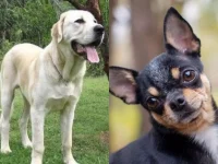 saiba-qual-raca-de-cachorro-pode-tomar-mais-de-um-banho-por-semana