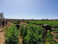 policia-encontra-plantacao-de-maconha-de-1,5-hectares-na-caatinga,-em-conceicao-do-caninde-(pi)