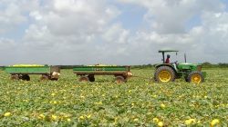maior-produtor-de-melao-no-brasil,-rio-grande-do-norte-colhe-sete-vezes-mais-que-segundo-estado-em-ranking