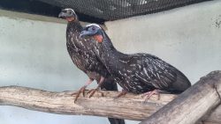 aves-com-risco-de-extincao-viajam-2,5-mil-km-de-aviao-ate-sc-apos-serem-resgatadas-na-bahia