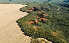 desmatamento-no-cerrado-emite-135-milhoes-de toneladas-de-co2-desde-2023