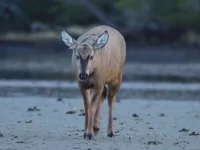 encontro-de-especie-em-perigo-de-extincao-desde-1973-reacende-esperanca-de-ambientalistas