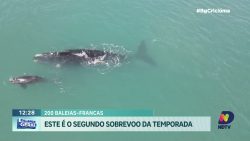 sobrevoo-identifica-200-baleias-francas-no-litoral-sul-do-brasil