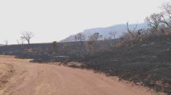 incendio-esta-ha-dois-dias-sem-controle-em-area-de-preservacao-ambiental-em-cajuru,-sp