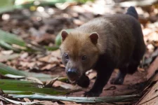 cachorro-vinagre:-conheca-uma-das-especies-mais-raras-da-america-do-sul