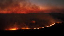 capivaras-podem-ficar-‘loiras’-por-exposicao-ao-sol-e-calor-extremo-em-cuiaba;-entenda