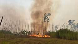 datafolha:-veja-o-que-eleitores-de-sao-paulo,-rio-de-janeiro,-belo-horizonte-e-recife-pensam-sobre-as-questoes-do-clima