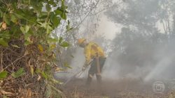 focos-de-incendio-no-pantanal-de-ms-estao-controlados,-mas-bombeiros-seguem-em-alerta