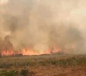 video:-incendio-atinge-area-de-fazenda-em-campinas