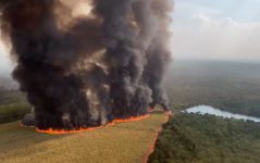 voluntarios-relatam-angustia-no-resgate-de-animais-silvestres-durante-incendios-florestais:-‘morrem-antes-de-serem-salvos’