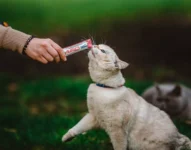 aprenda-como-fazer-churu-para-gatos-de-forma-pratica-e-caseira